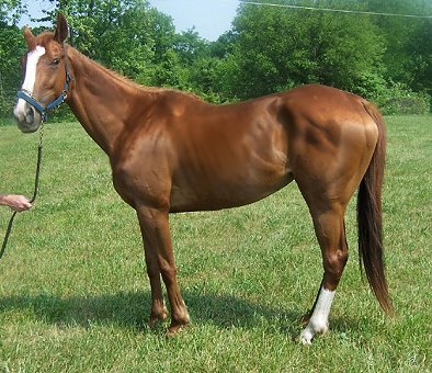 Thoroughbred Horse For Sale