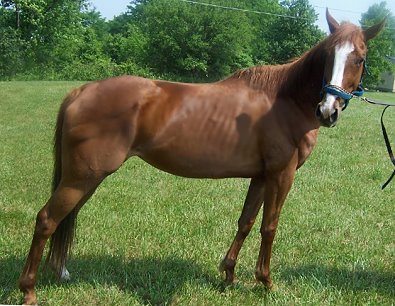 Thoroughbred Horse For Sale