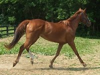 Thoroughbred Horse For Sale