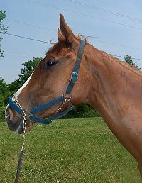 Thoroughbred Horse For Sale