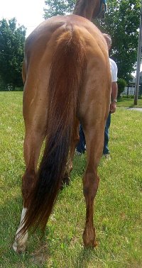 Thoroughbred Horse For Sale