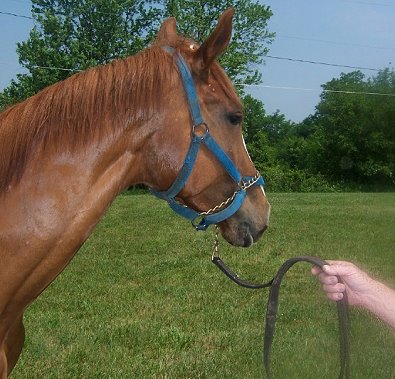 Thoroughbred Horse For Sale