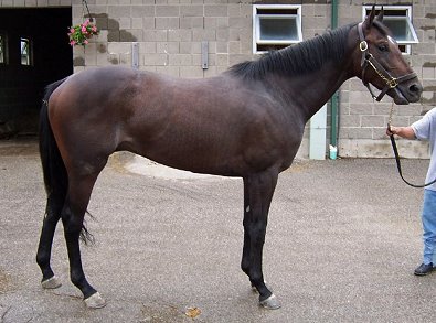 Stevie Loverboy was a Bargain Barn horse in August of 2007.