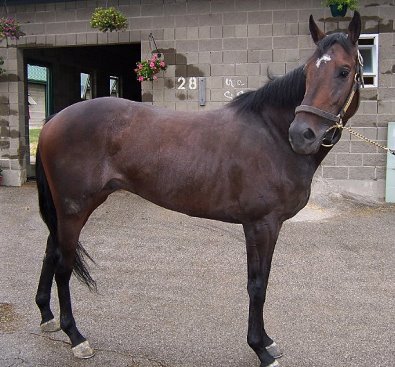 "Loverboy" is easy to handle on the ground and very well mannered for a colt who hasn't done anything in two weeks.