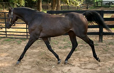 OTTB - Stevie Loverboy September 5, 2007
