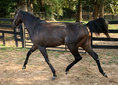 OTTB - Stevie Loverboy stretches his legs.