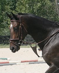 Stevie Loverboy boards and trains at Bits & Bytes Farm with his mom Missy Miller. September 22, 2007