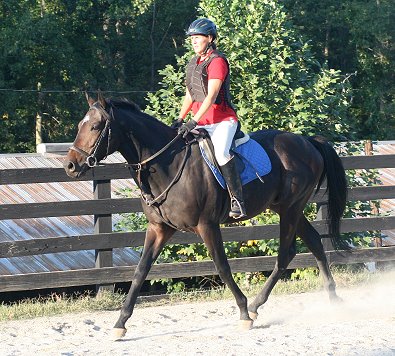 Stevie Loverboy just a few days after his gelding.