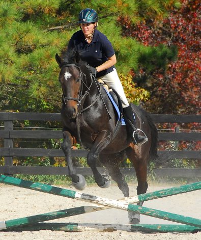 OTTB - Stevie Loverboy is learning to jump over small cross rails. November 19, 2007