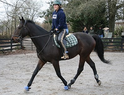 Former Bargain Barn horse, Stevie Loverboy and his mom Miss Miller.