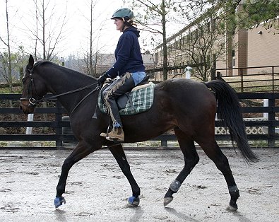 OTTB and Former Bargain Barn horse, Stevie Loverboy and his mom Miss Miller.