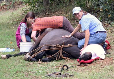 Stevie Loverboy becomes a gelding. October 23, 2007