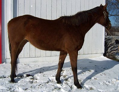 "S Master" is a 17 + hand, five year old, light bay TB gelding.