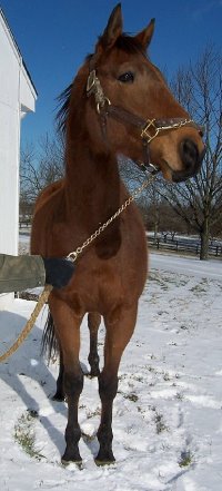 17 hand Thoroughbred horse for sale