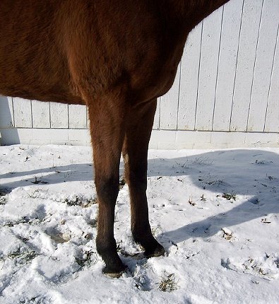 Big boned Thoroughbred horse for sale.