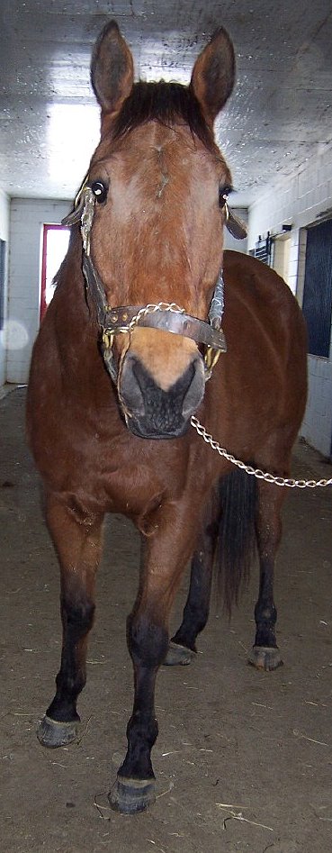 Sound OTTB for sale.