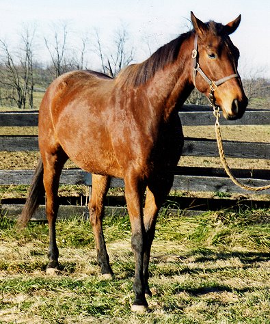 OTTB - "S Master" ended his racing career sound. 