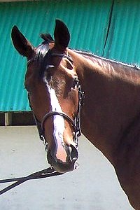 Thoroughbred Horse For Sale