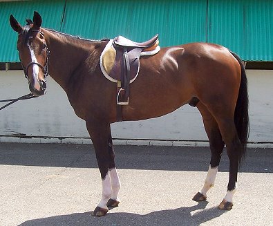 Thoroughbred Horse For Sale