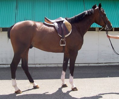 Thoroughbred Horse For Sale