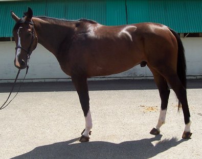 Thoroughbred Horse For Sale