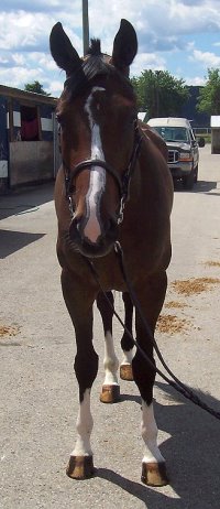 Thoroughbred Horse For Sale