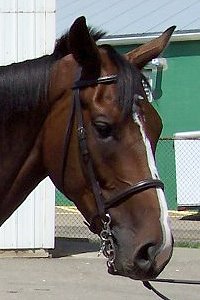 Thoroughbred Horse For Sale