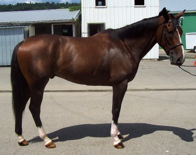 Thoroughbred Horse For Sale