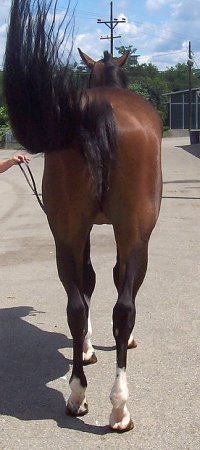 Thoroughbred Horse For Sale