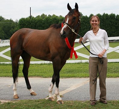 Thoroughbred Horse For Sale