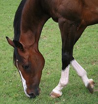 Thoroughbred Horse For Sale