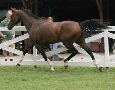 Thoroughbred Horse For Sale