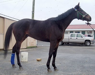 Shelby's Hill at the track. January 2007.