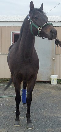 Shelby's Hill was a Prospect Horse For Sale in January 2007.