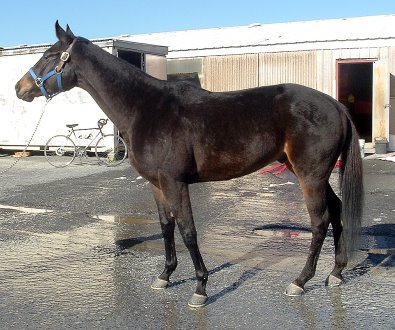 Shelby's Hill was a Prospect Horse for sale in January 2007.