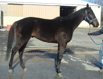 Shelby is a three year old bay Thoroughbred gelding for sale.