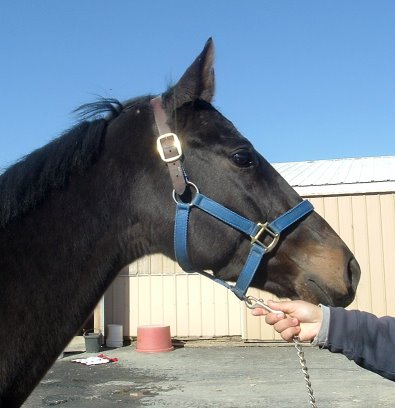 Shelby is a three year old bay Thoroughbred gelding for sale.