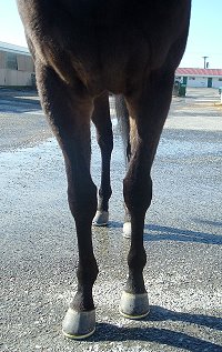 Shelby is a three year old bay Thoroughbred gelding for sale.