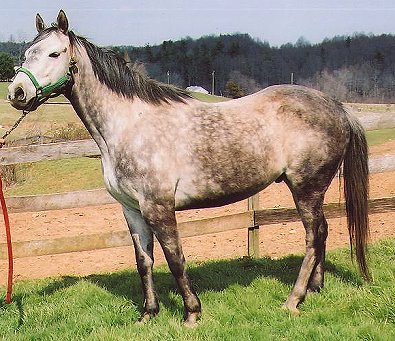 Thoroughbred Horse For Sale