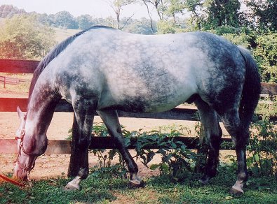 Thoroughbred Horse For Sale