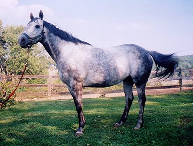 Thoroughbred Horse For Sale