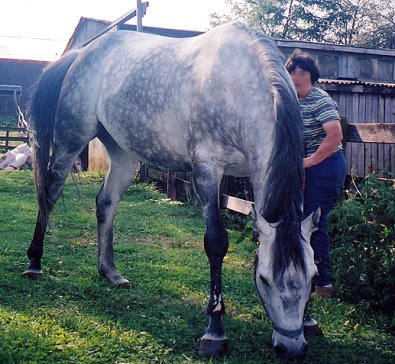 Thoroughbred Horse For Sale