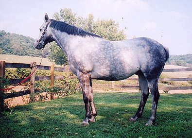 Thoroughbred Horse For Sale