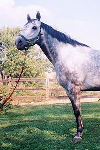 Thoroughbred Horse For Sale