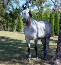 OTTB - "Blue" likes the big pasture and pond at his new home in Alabama.