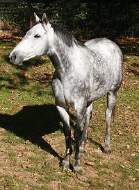 "Blue" at Bits & Bytes Farm. November 3, 2007