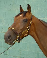 Thoroughbred Horse For Sale