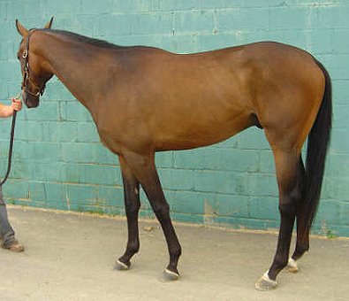 Thoroughbred Horse For Sale