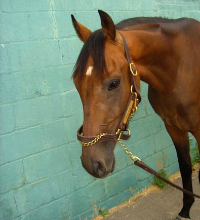 Thoroughbred Horse For Sale