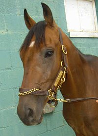 Thoroughbred Horse For Sale